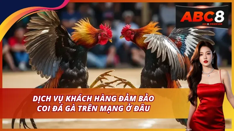 Đá gà Thomo và sức hút đặc trưng